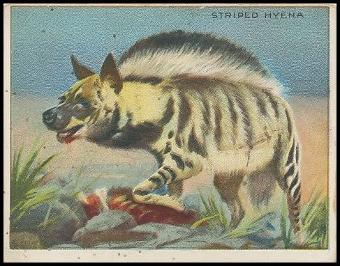 71 Striped Hyena